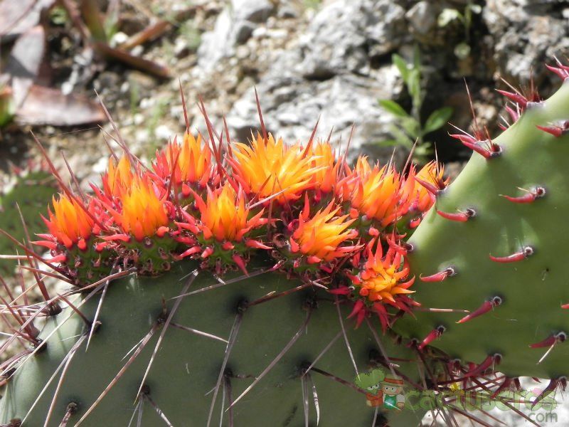 Una foto de Opuntia stenopetala