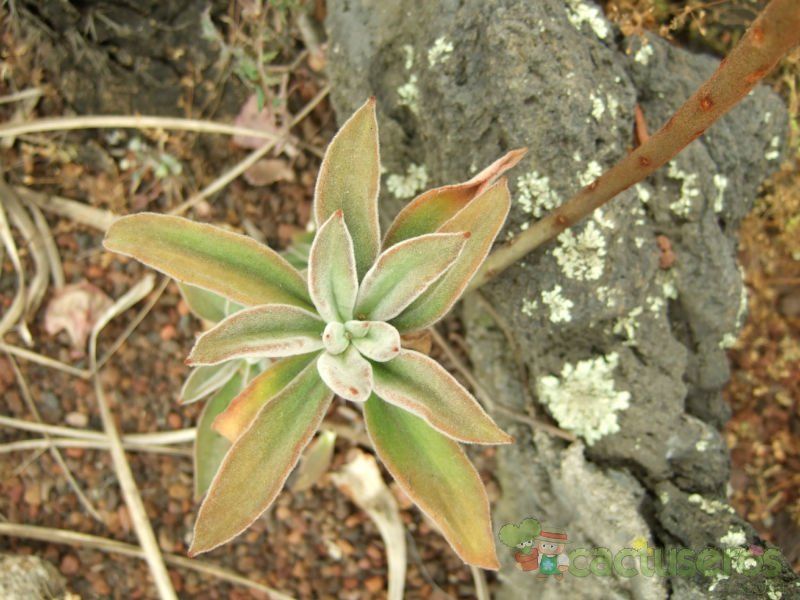 A photo of Echeveria coccinea