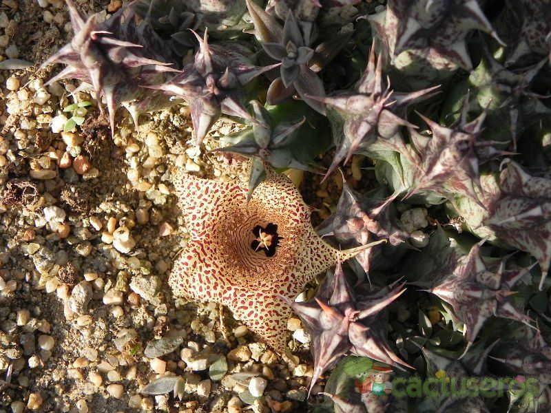 Una foto de Huernia saudi-arabica