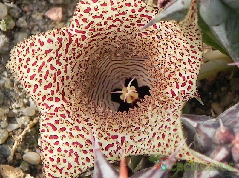 Una foto de Huernia saudi-arabica