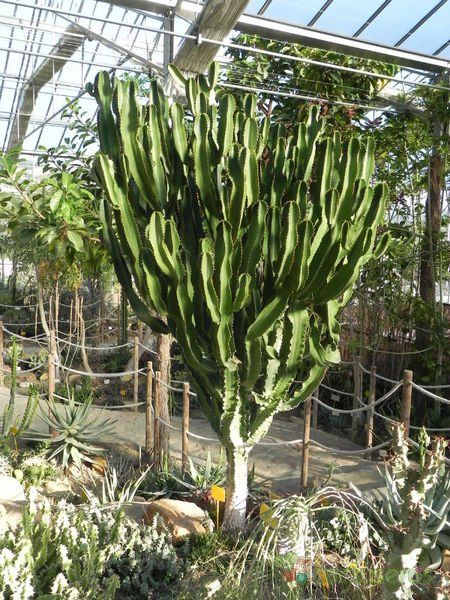 A photo of Euphorbia candelabrum
