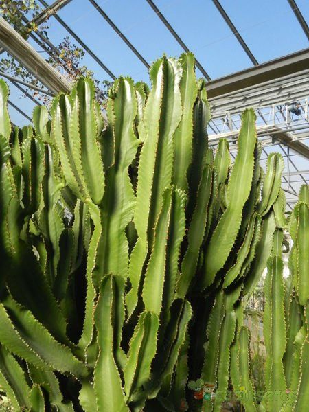 A photo of Euphorbia candelabrum