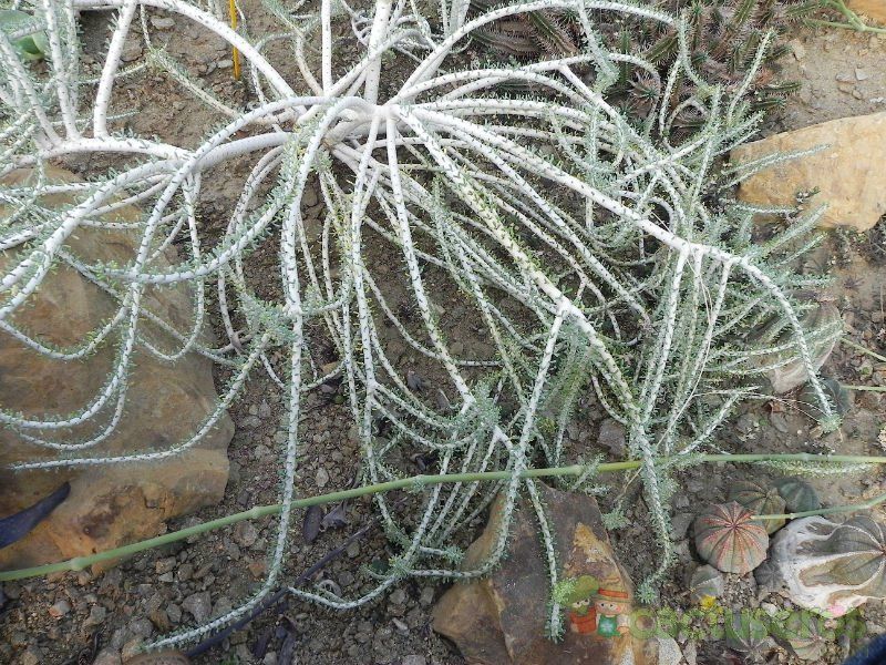 Una foto de Ceraria namaquensis