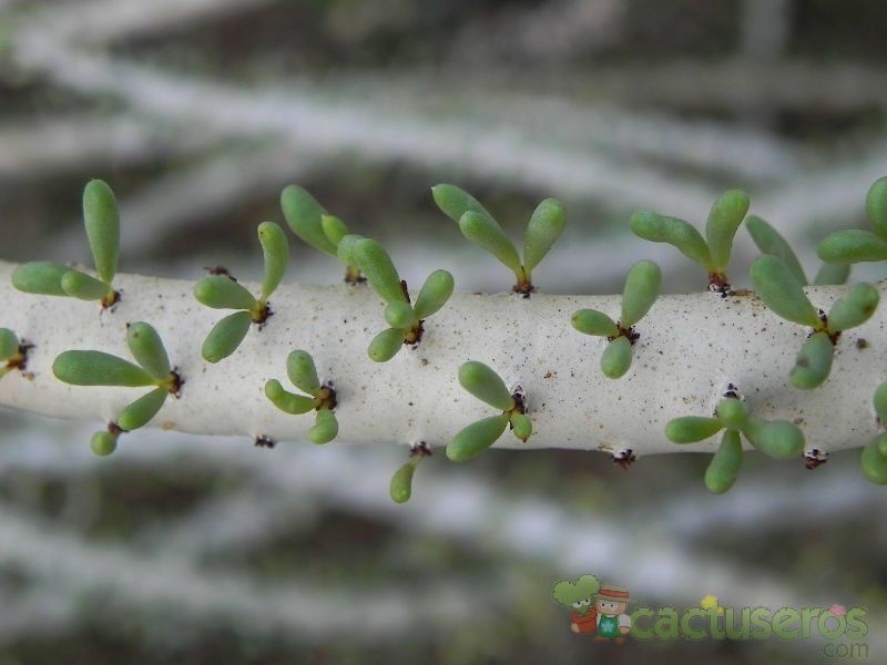 Una foto de Ceraria namaquensis