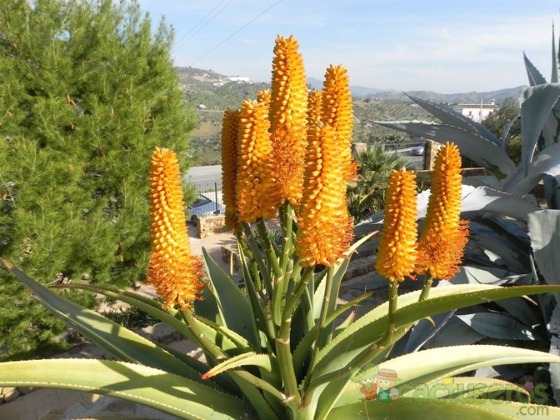 Una foto de Aloe thraskii