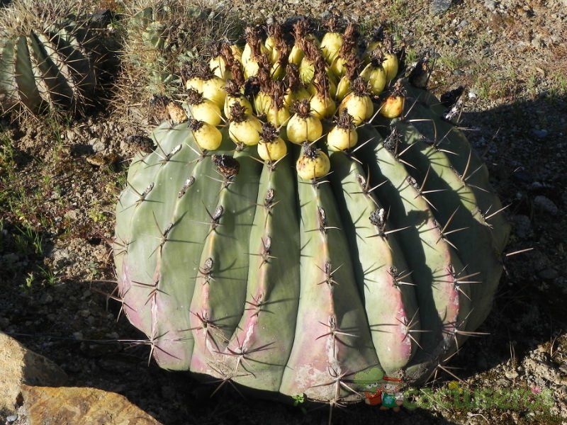 Una foto de Ferocactus pottsi