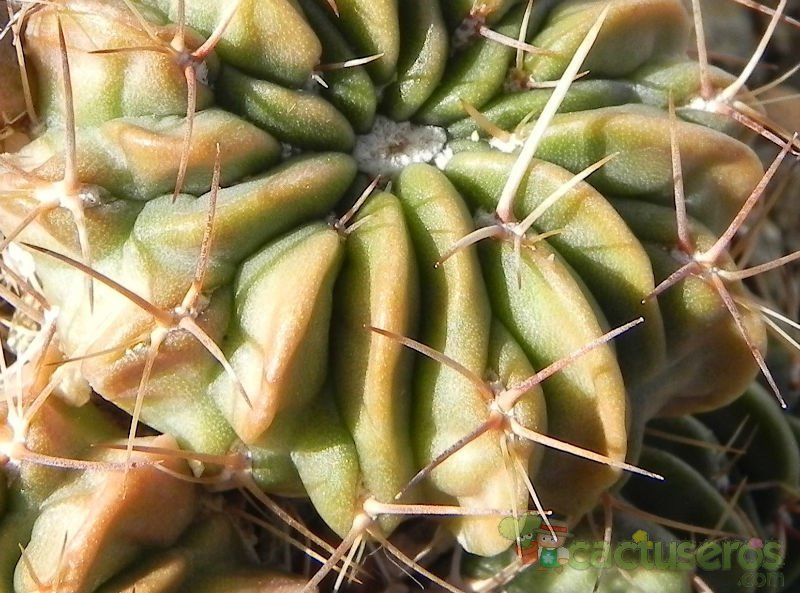 Una foto de Echinopsis hertrichiana