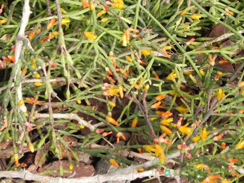 A photo of Hatiora salicornioides