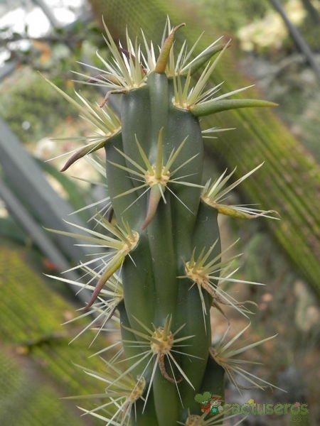 Una foto de Cylindropuntia acanthocarpa
