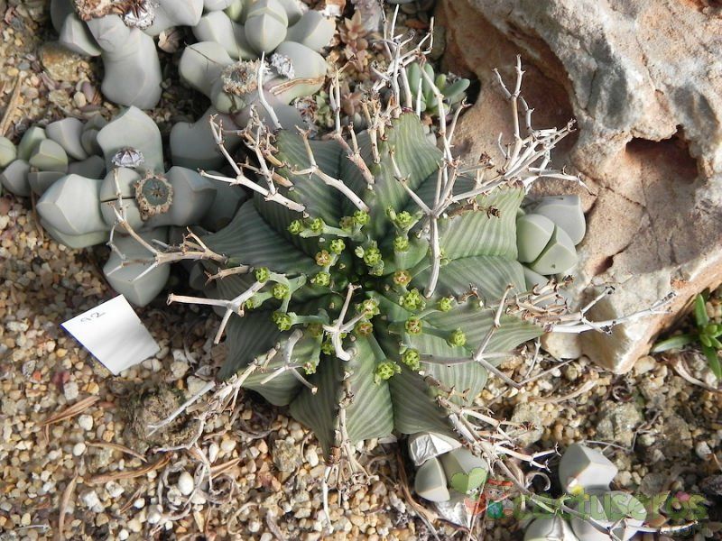 Una foto de Euphorbia meloformis subsp. valida