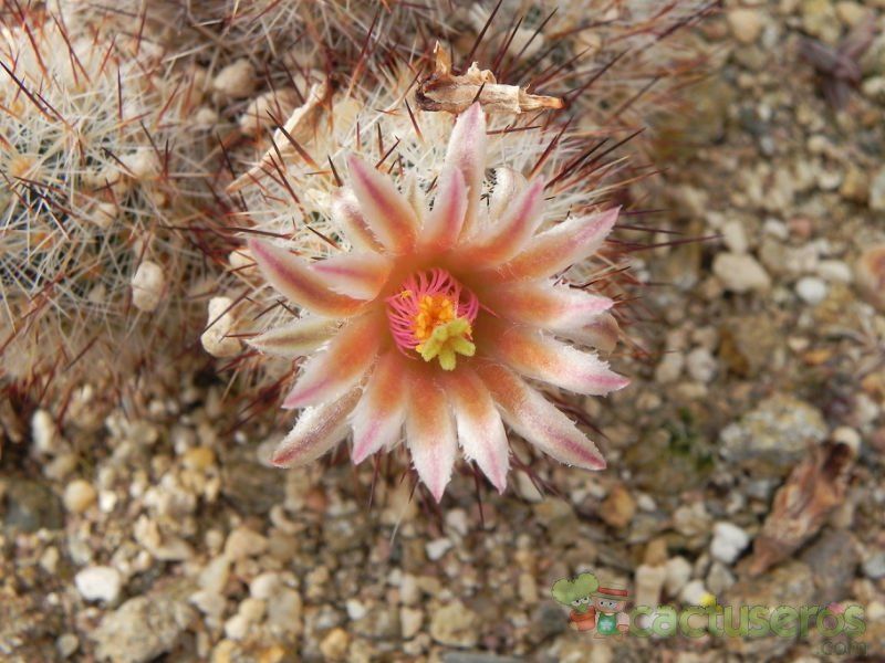 A photo of Escobaria emskoetteriana