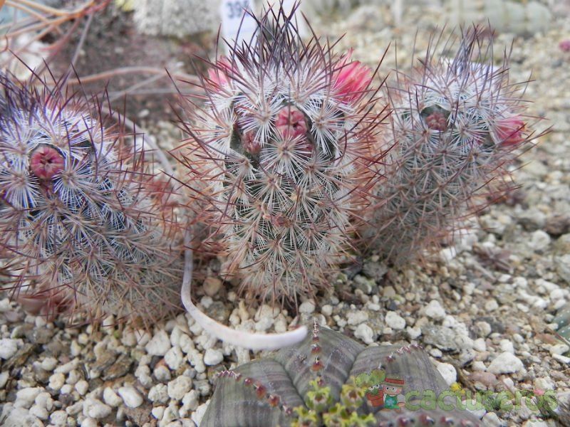 A photo of Mammillaria pottsii