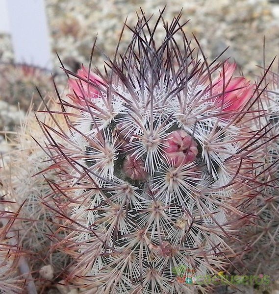 A photo of Mammillaria pottsii
