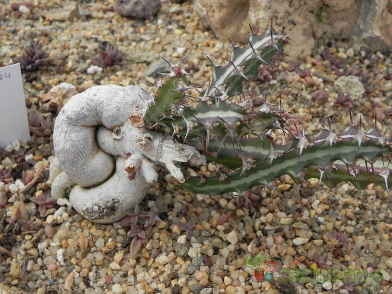 Una foto de Euphorbia knuthii