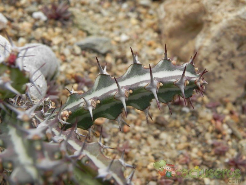 Una foto de Euphorbia knuthii