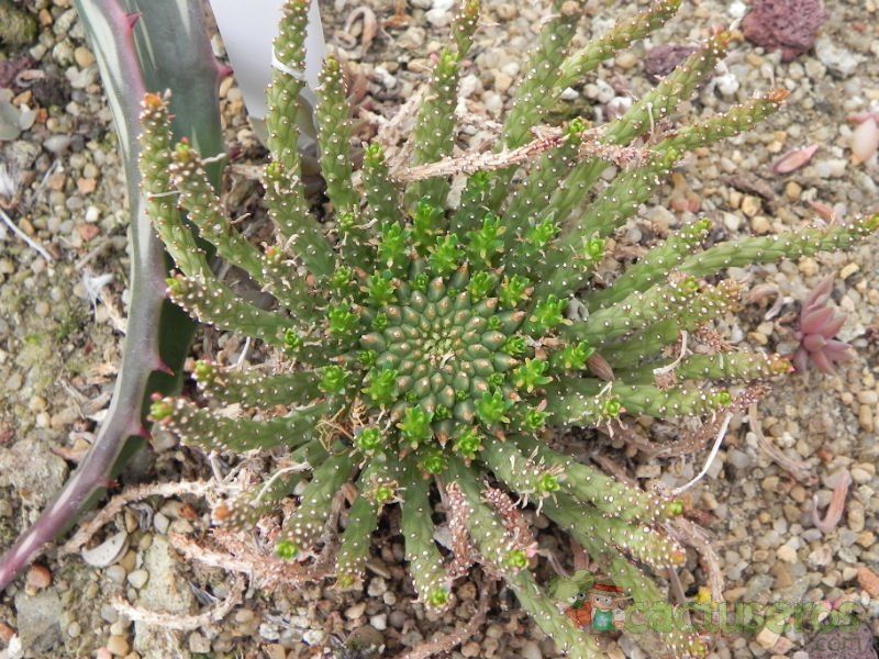 Una foto de Euphorbia flanaganii