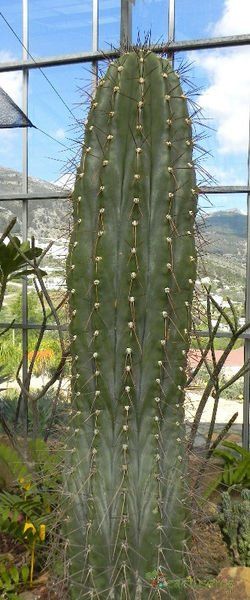Una foto de Polaskia chichipe