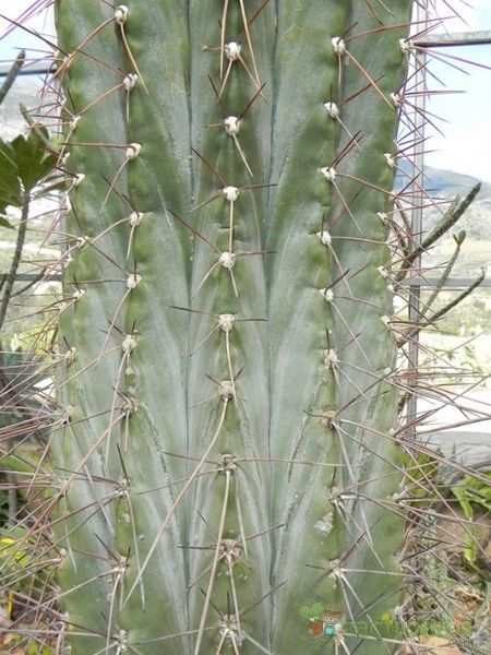 Una foto de Polaskia chichipe