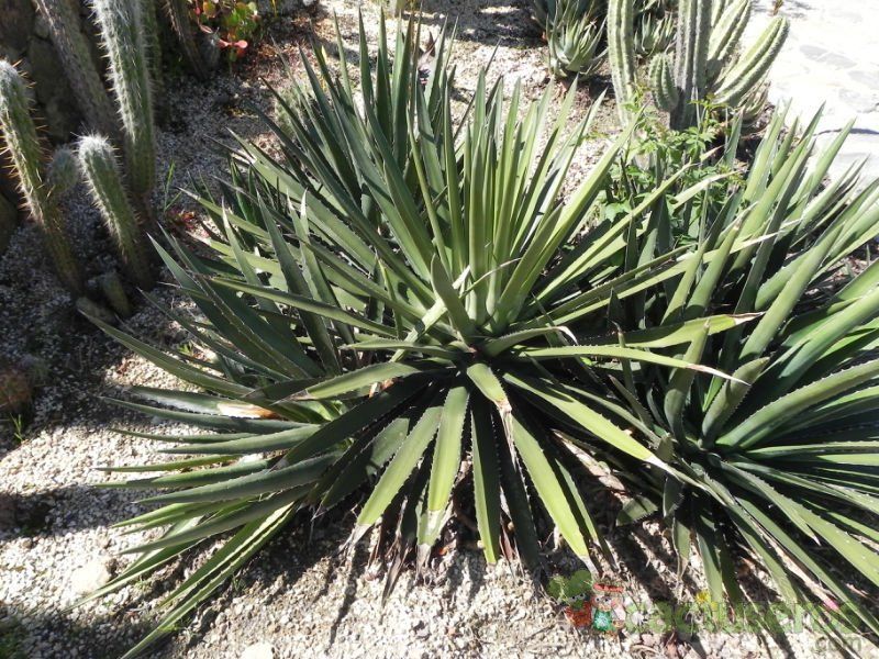 Una foto de Agave difformis