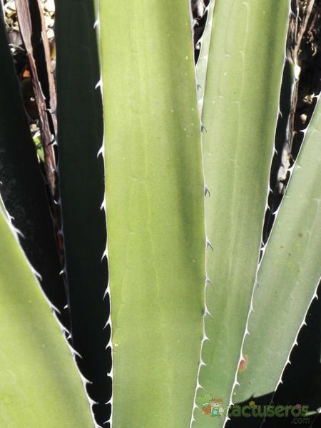 Una foto de Agave difformis
