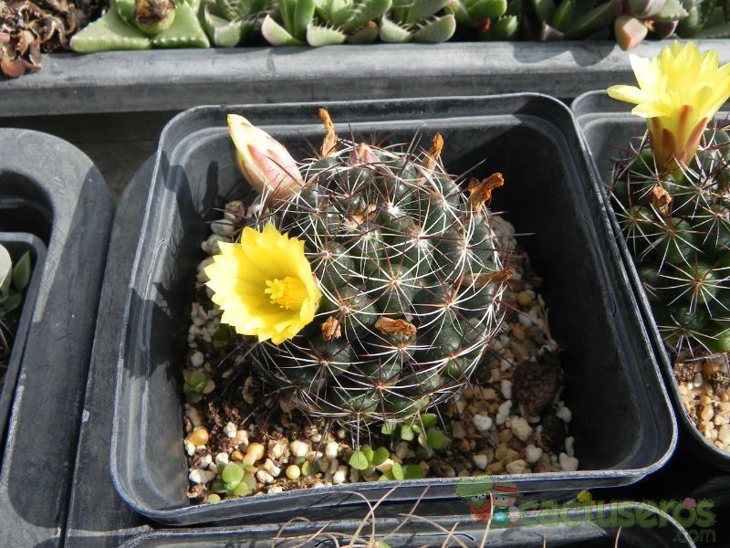 Una foto de Mammillaria melaleuca