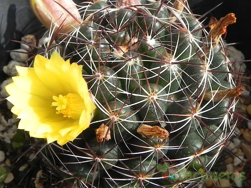 Una foto de Mammillaria melaleuca