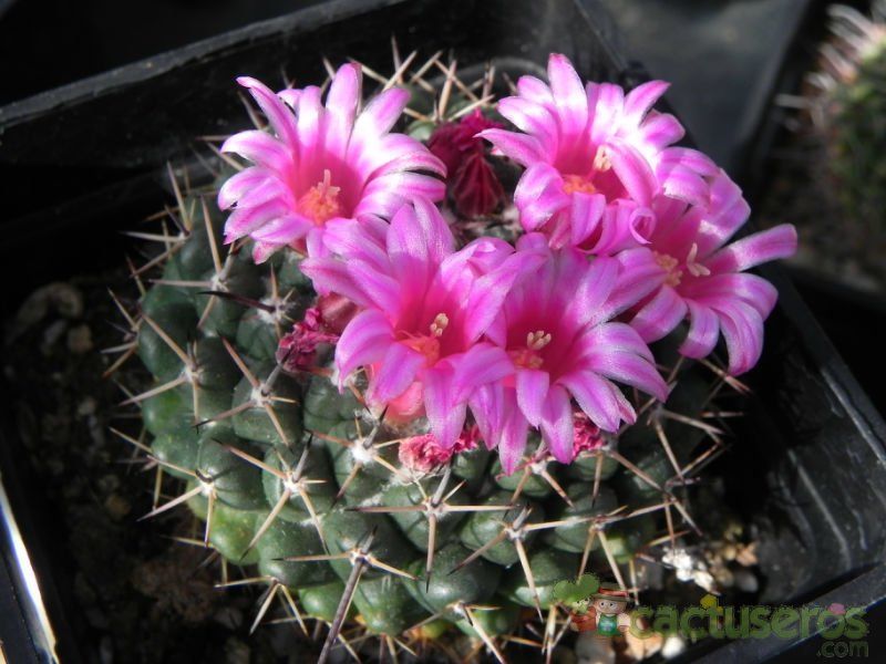 A photo of Mammillaria hahniana ssp. mendeliana