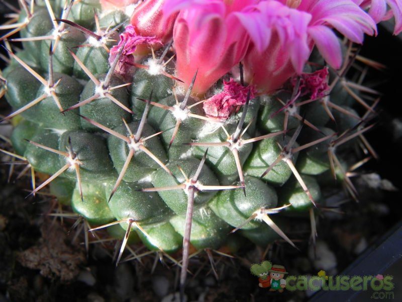 A photo of Mammillaria hahniana ssp. mendeliana