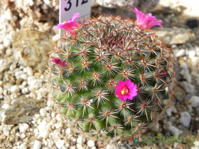 A photo of Mammillaria crucigera