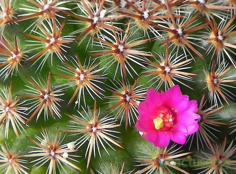A photo of Mammillaria crucigera