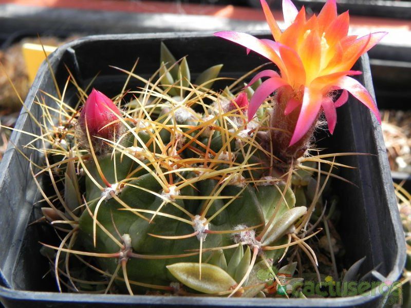 Una foto de Echinopsis maximiliana
