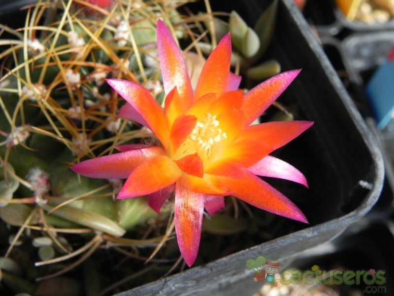 Una foto de Echinopsis maximiliana