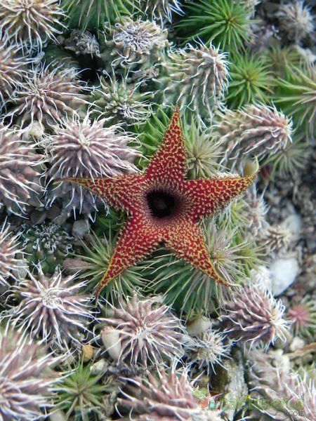 Una foto de Huernia pillansii