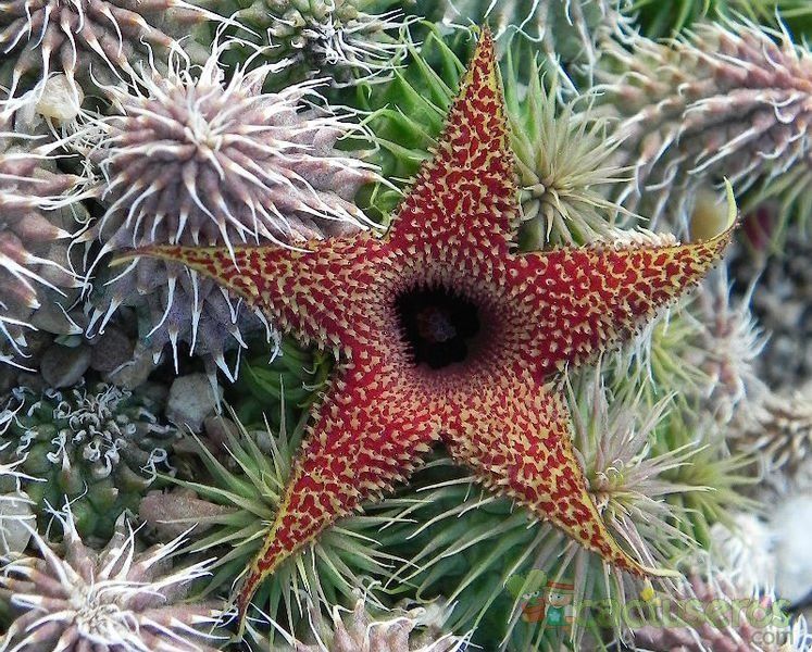 Una foto de Huernia pillansii