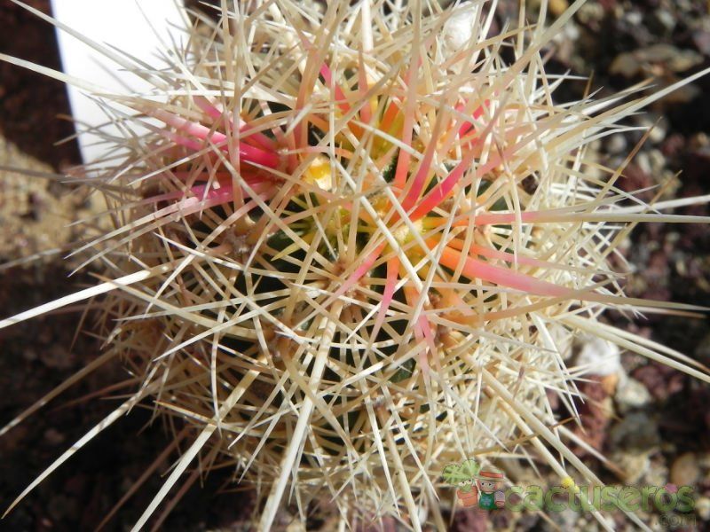 Una foto de Thelocactus bicolor ssp. flavidispinus