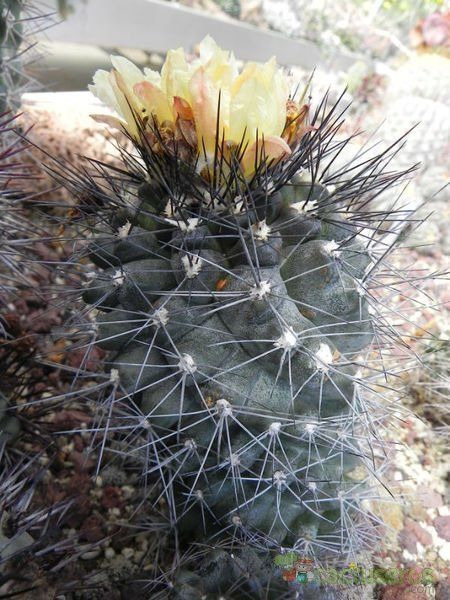 A photo of Copiapoa montana