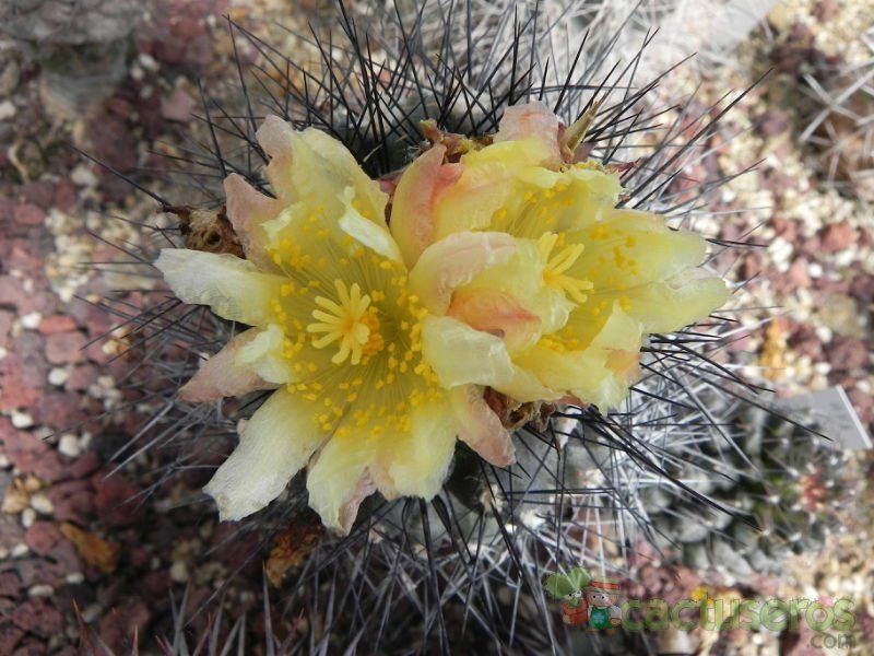A photo of Copiapoa montana