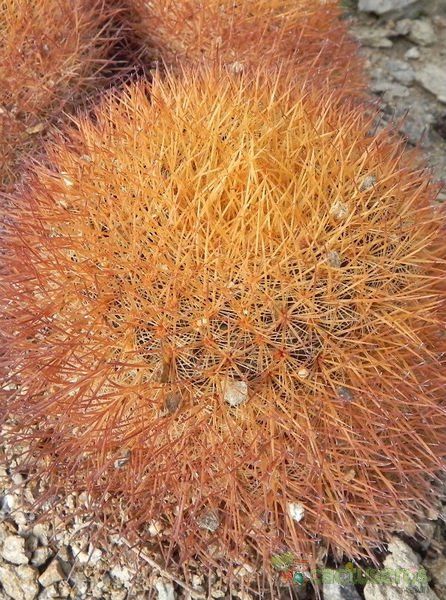 A photo of Eriosyce aurata