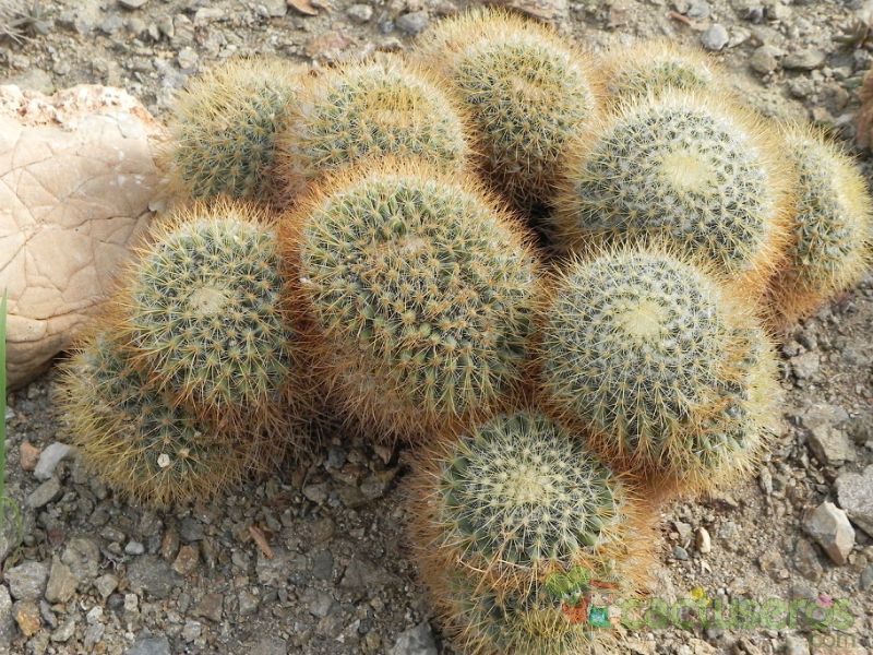 A photo of Mammillaria rhodantha ssp. pringlei
