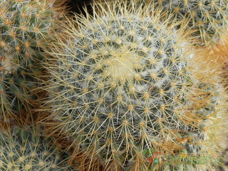 A photo of Mammillaria rhodantha ssp. pringlei