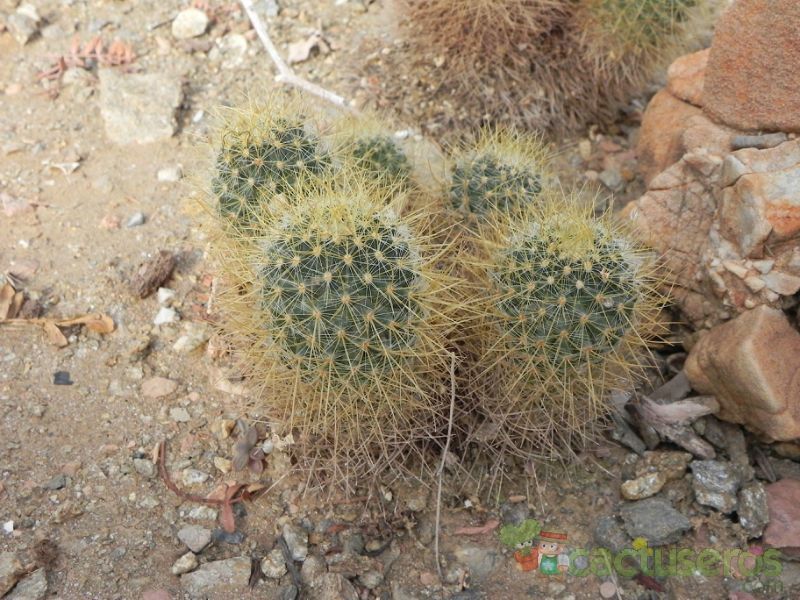 A photo of Mammillaria rhodantha ssp. pringlei