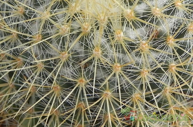 A photo of Mammillaria rhodantha ssp. pringlei