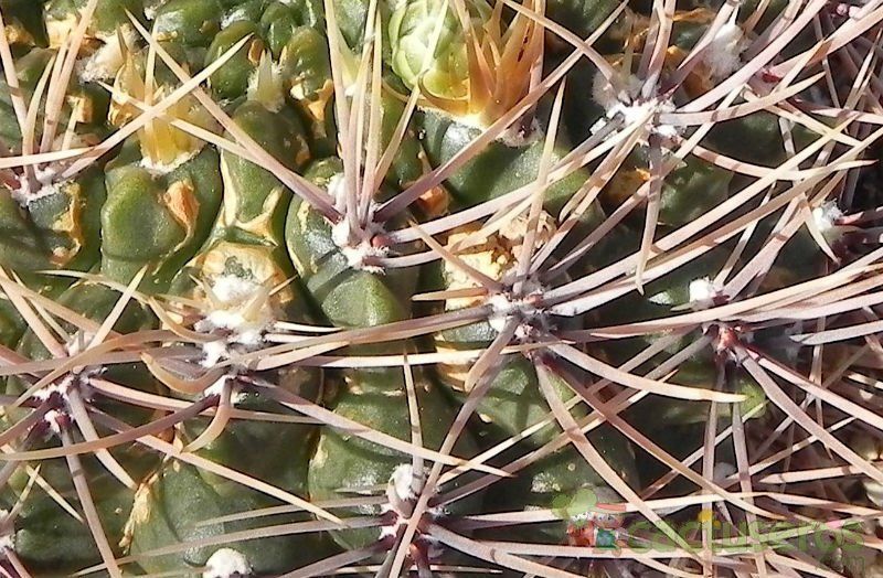 Una foto de Gymnocalycium gibbosum