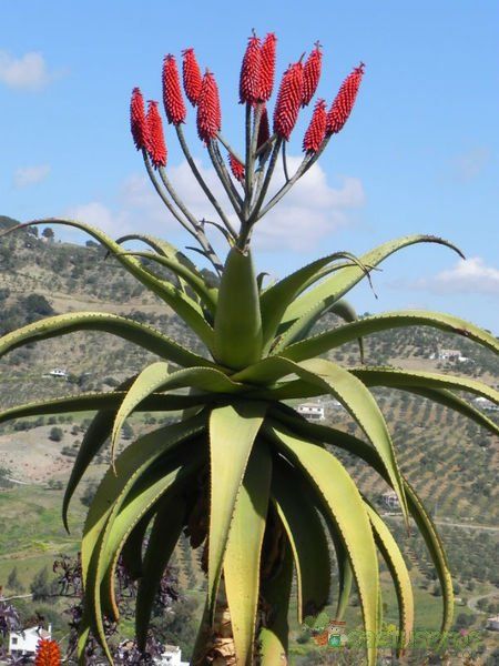 Una foto de Aloe excelsa