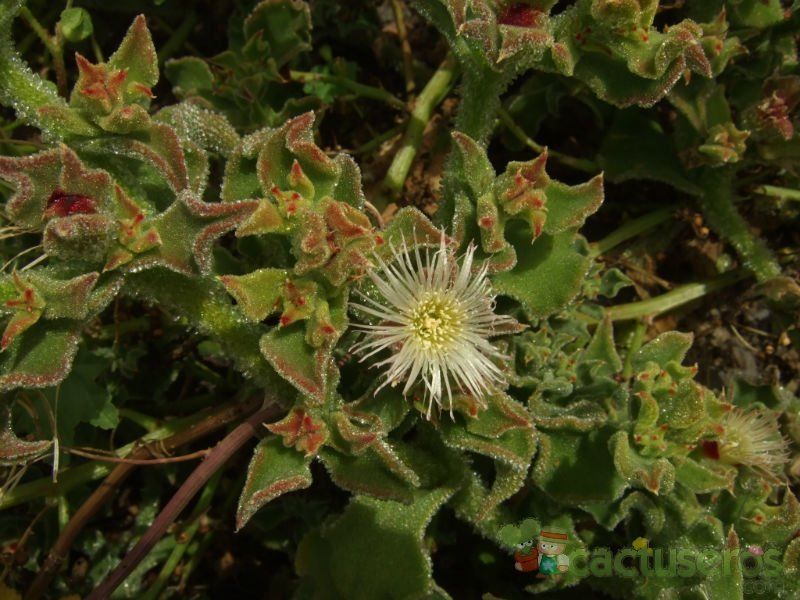 A photo of Mesembryanthemum crystallinum