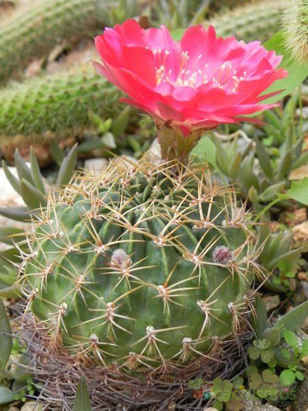 Una foto de Echinopsis maximiliana