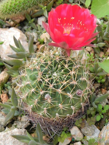 Una foto de Echinopsis maximiliana