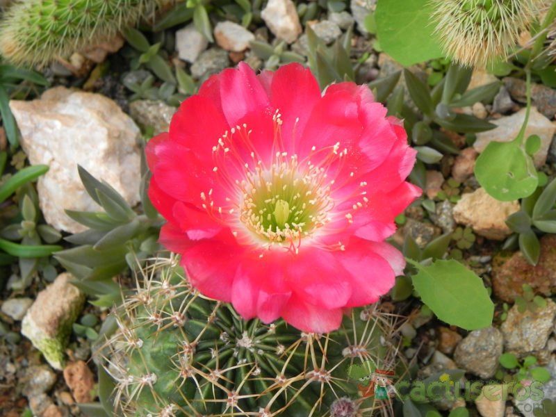 Una foto de Echinopsis maximiliana