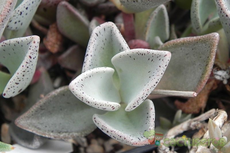 Una foto de Lenophyllum guttatum