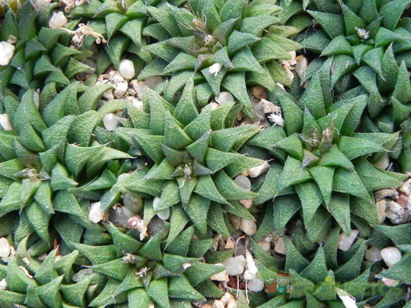 Una foto de Haworthia parksiana